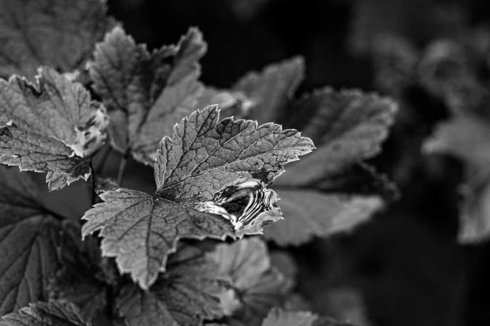 Photograph by Сергей Аникушин