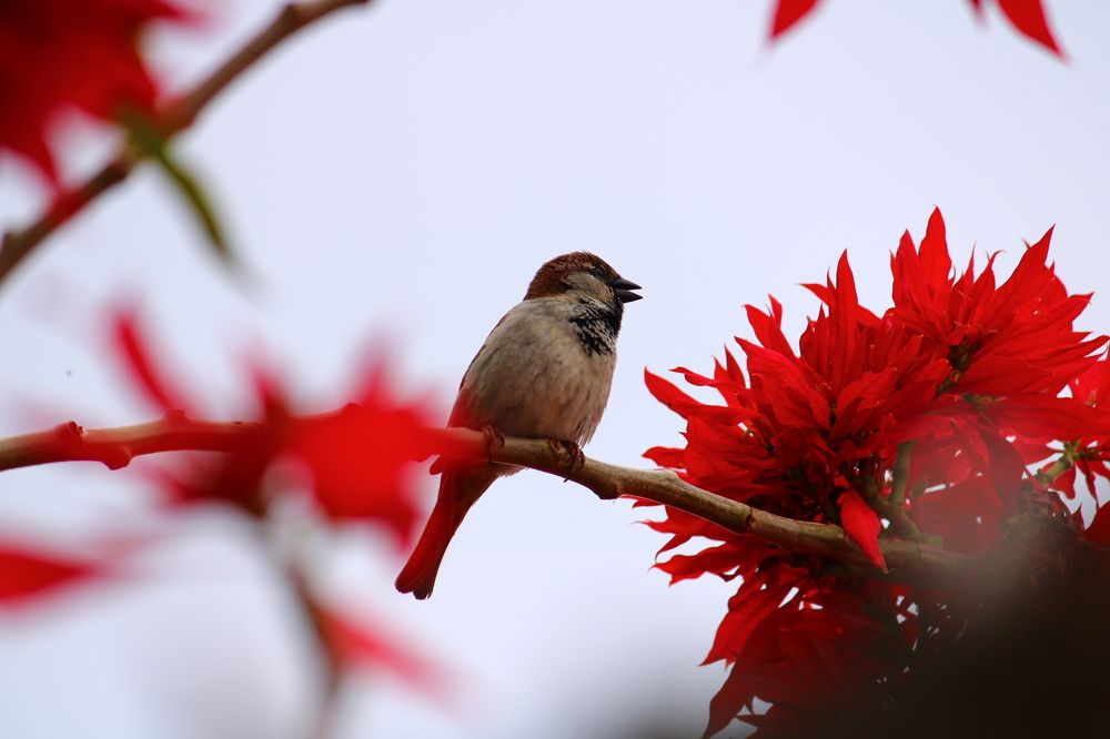 Photograph by Mendes Abade Adrielly
