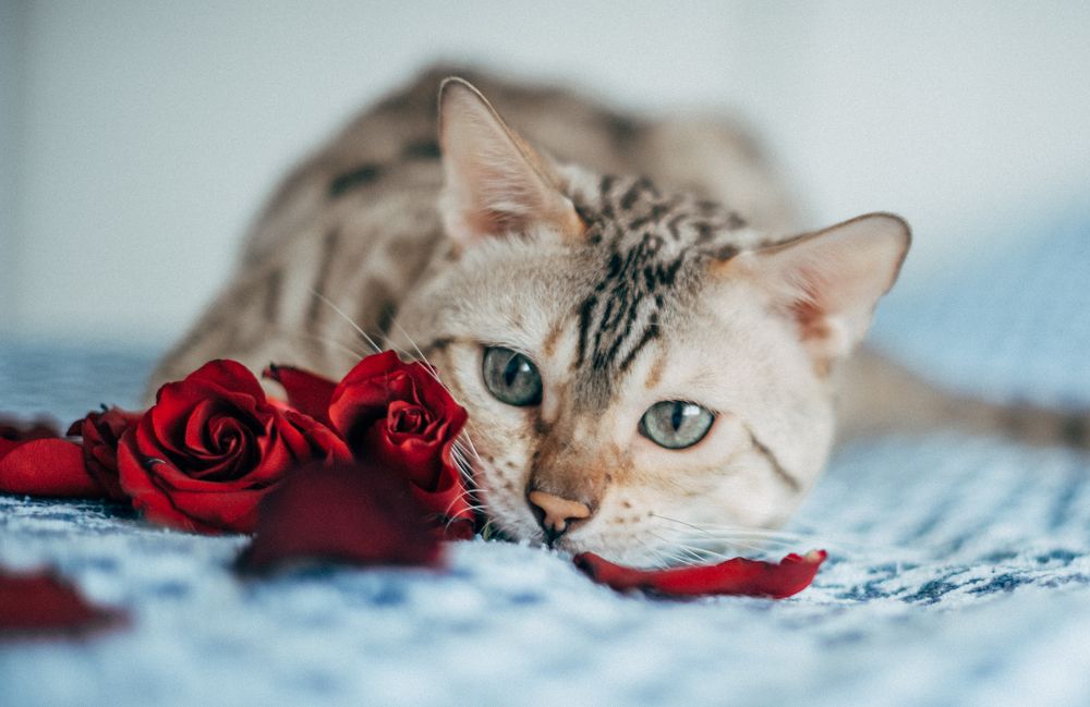 Photograph by Oльга Широковская