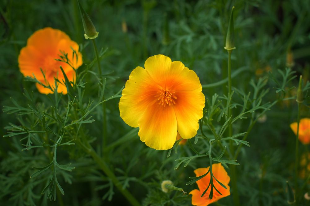 Photograph by Татьяна Семенова