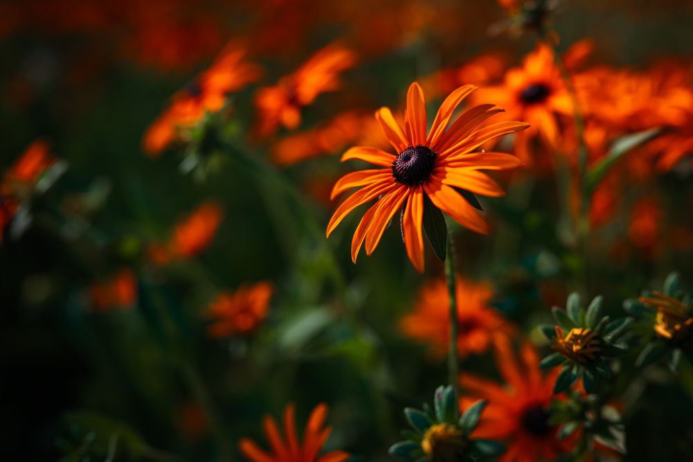 Photograph by BESPAMIATNYI Dmitry