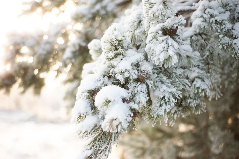 Photograph by Светлана Субботина