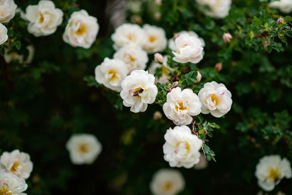 Photograph by Светлана Субботина