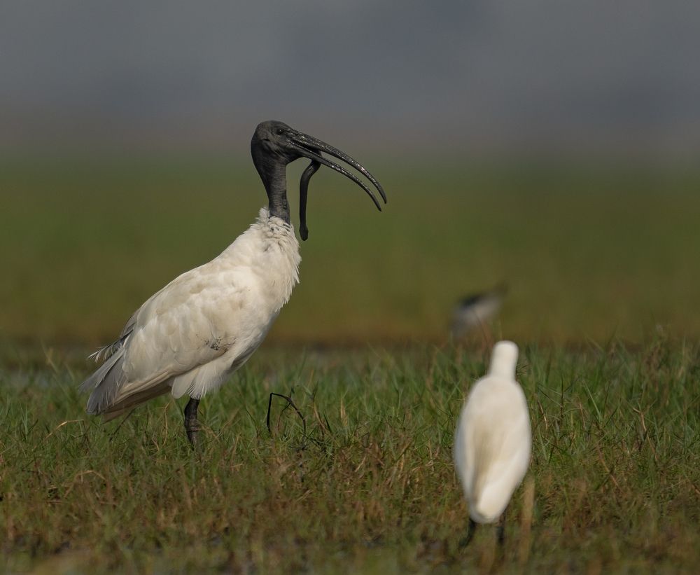Фотография автора Hirak Mitra