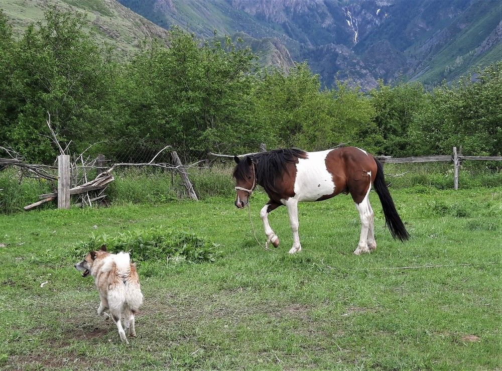 Фотография автора Елена Пикатова