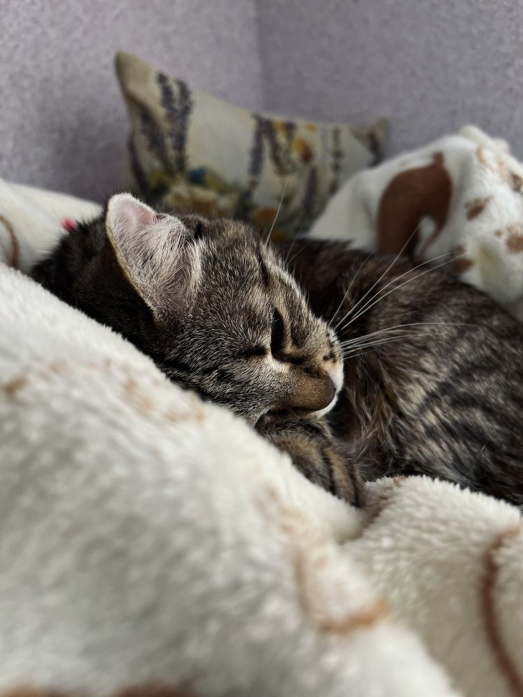 Моя любимая кошка № 3