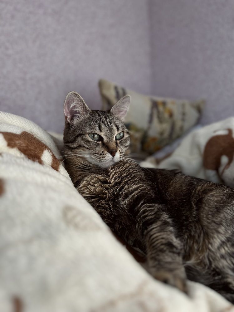 Моя любимая кошка № 2