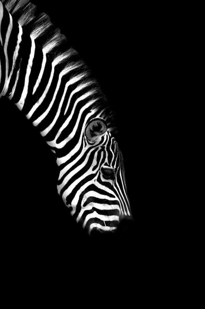 Photograph by Dilip Shah