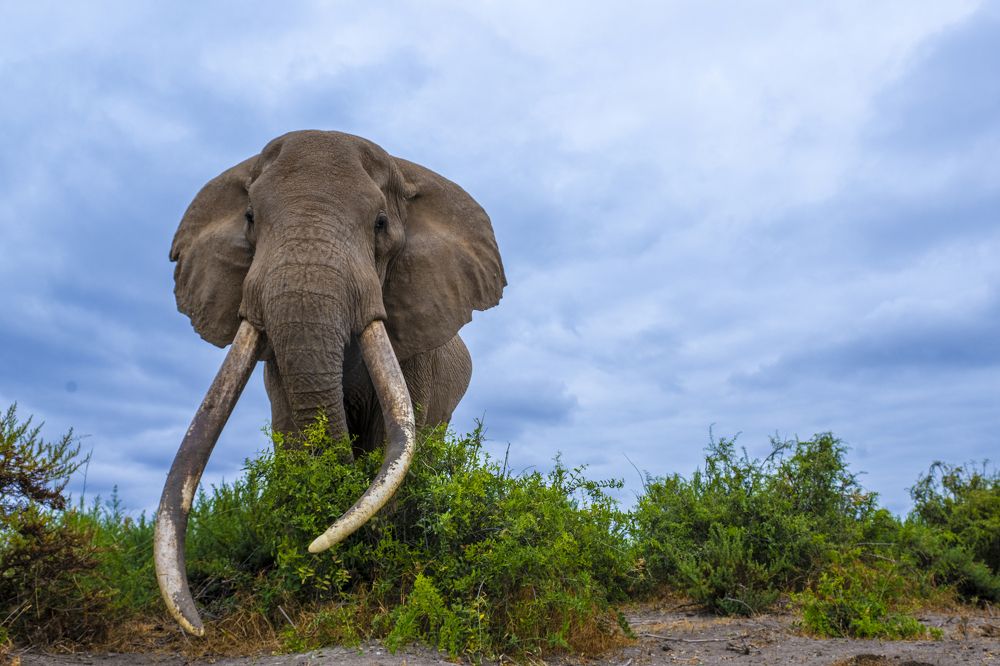 Photograph by Dilip Shah