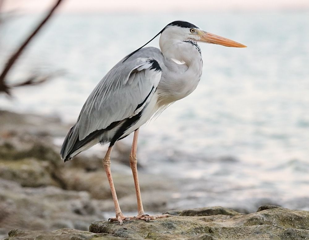 Photograph by Елена Ковалева