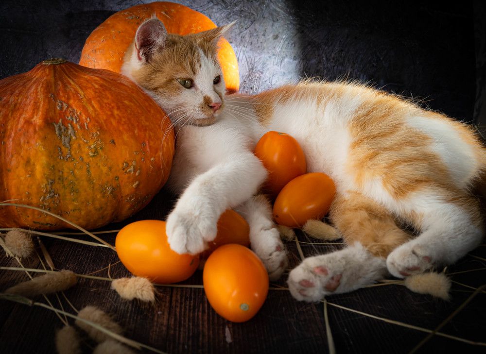 Фотография автора Оксана Белозерская