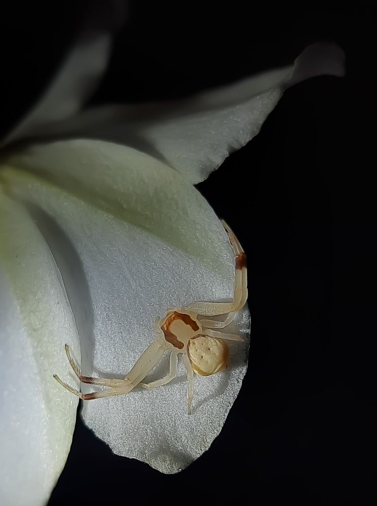 Photograph by Debolina Barman