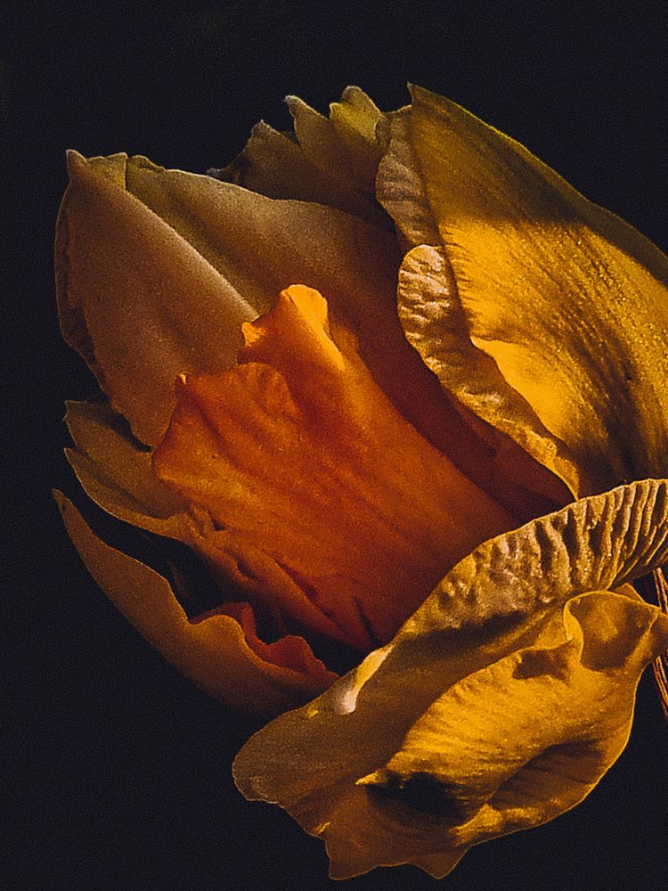 Фотография автора Светлана Алексеева