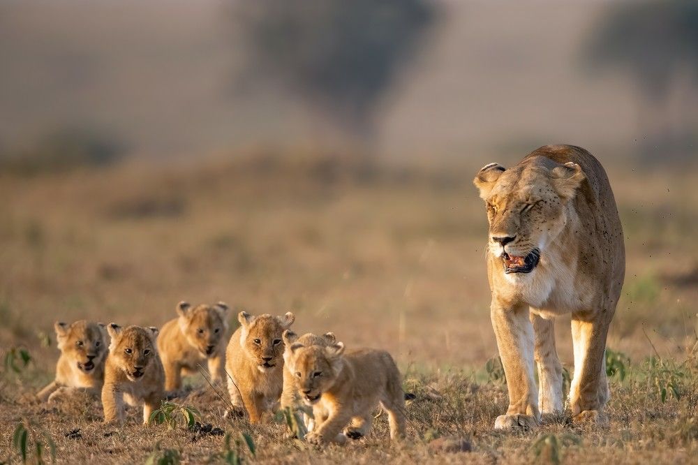 Photograph by Dilip Shah