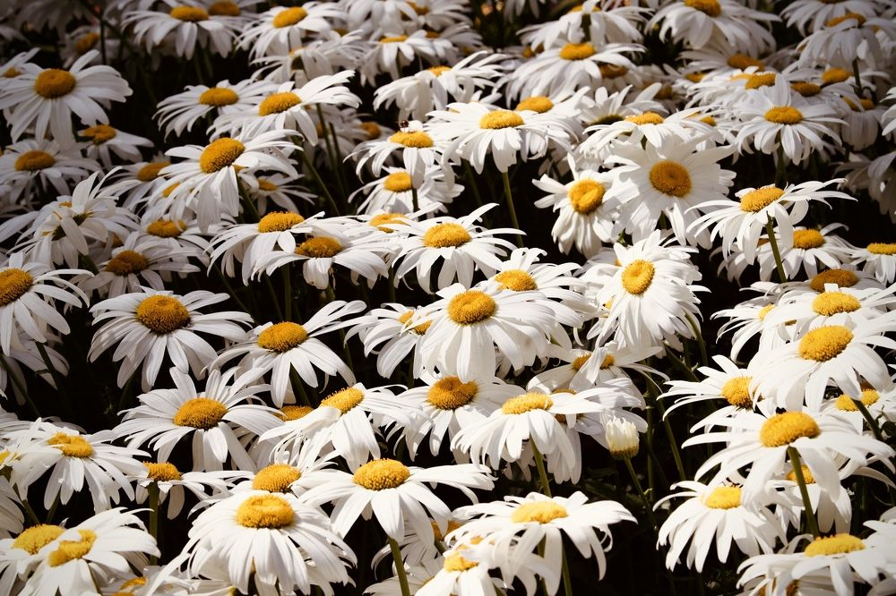 Photograph by Елена Ковалева