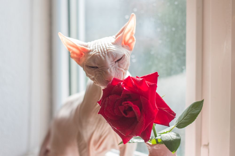 Photograph by Дина Горбачёва