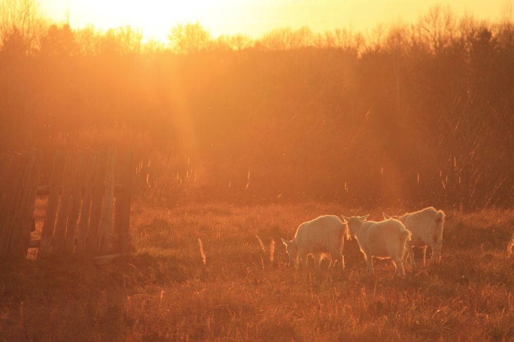 Photograph by Виктория Хмара