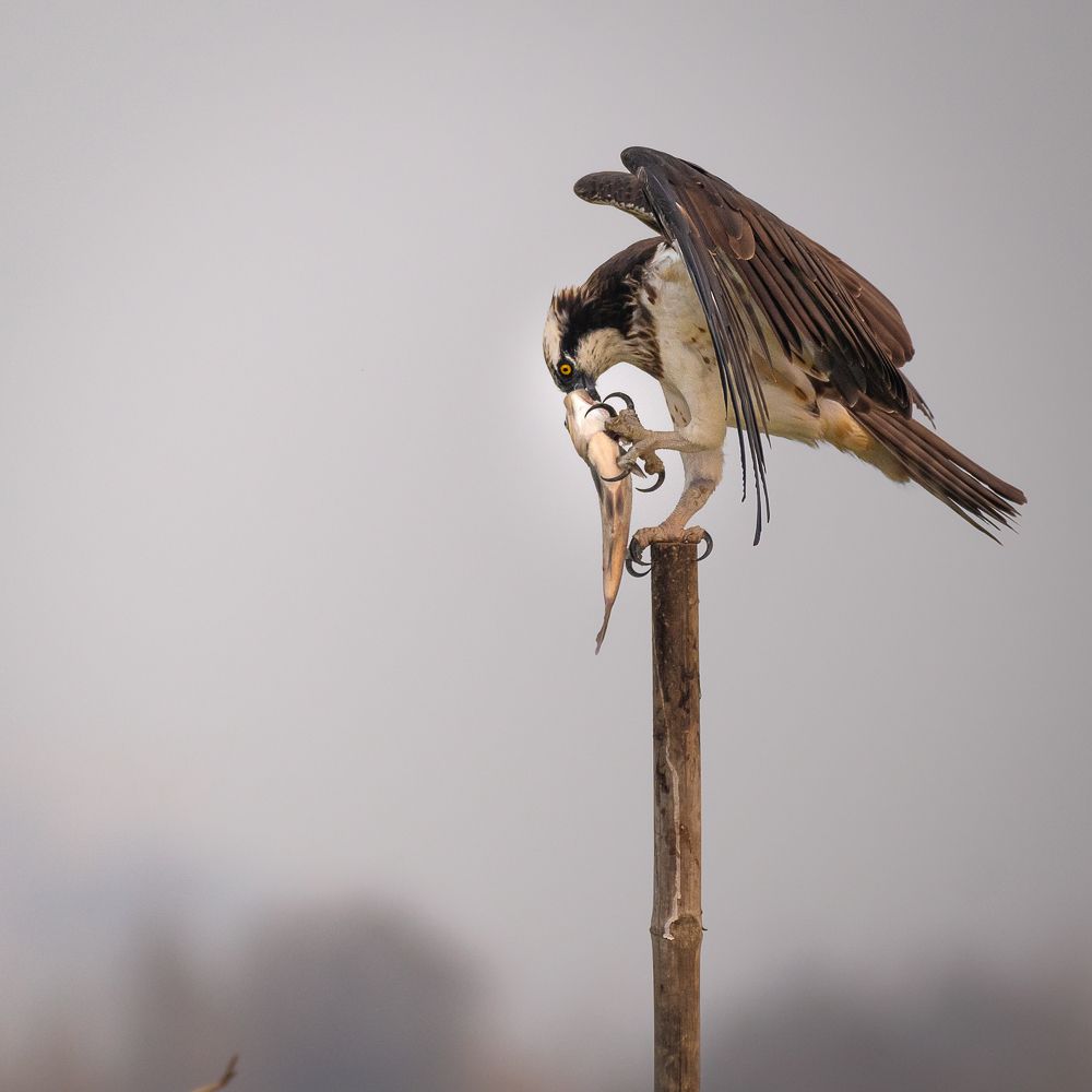 Photograph by Siddhartha Roy Choudhury