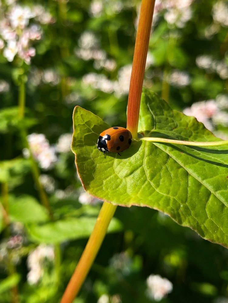 Photograph by Halina Mitsevich