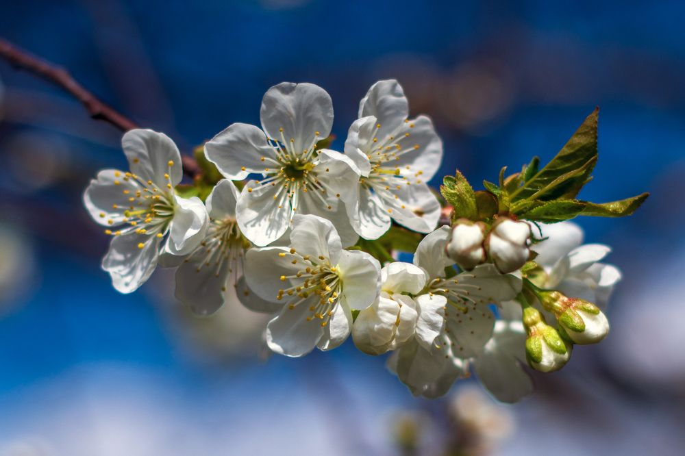 Цветущая вишня