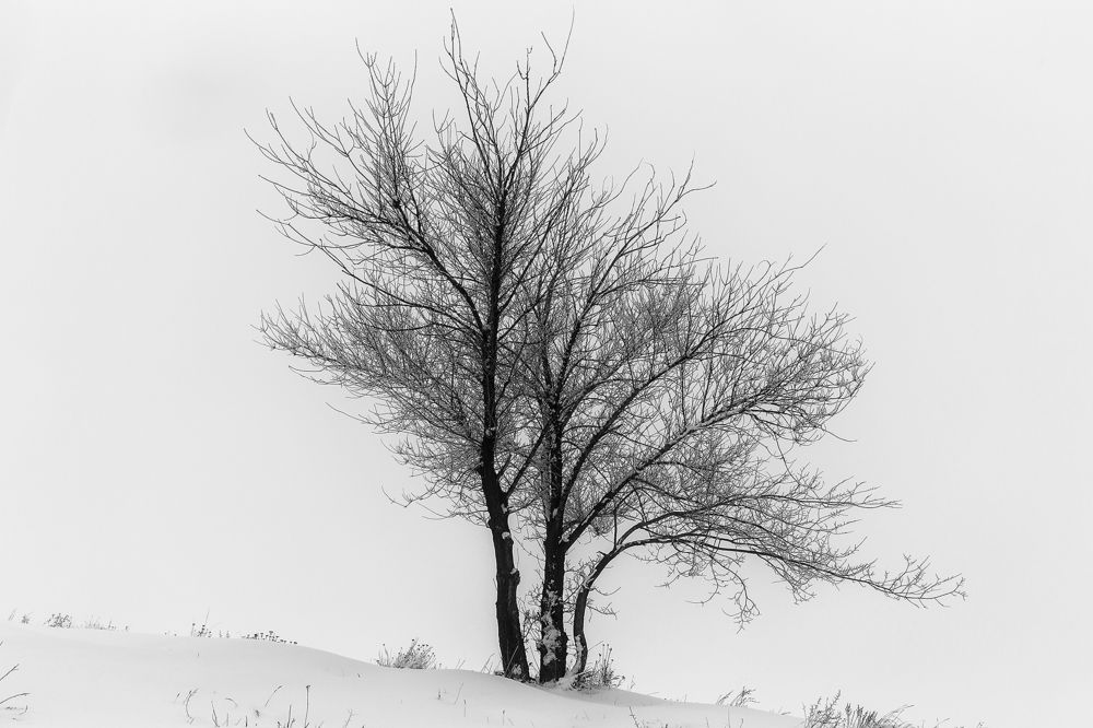 Live out to spring...