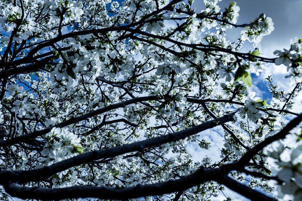 Photograph by Сергей Аникушин