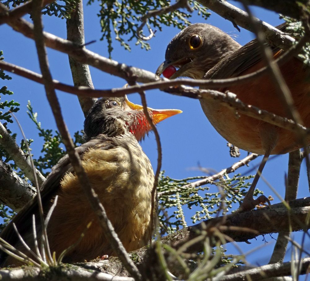 Photograph by Marcelo Luzzi