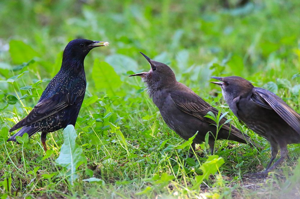 Photograph by Николай Протасеня