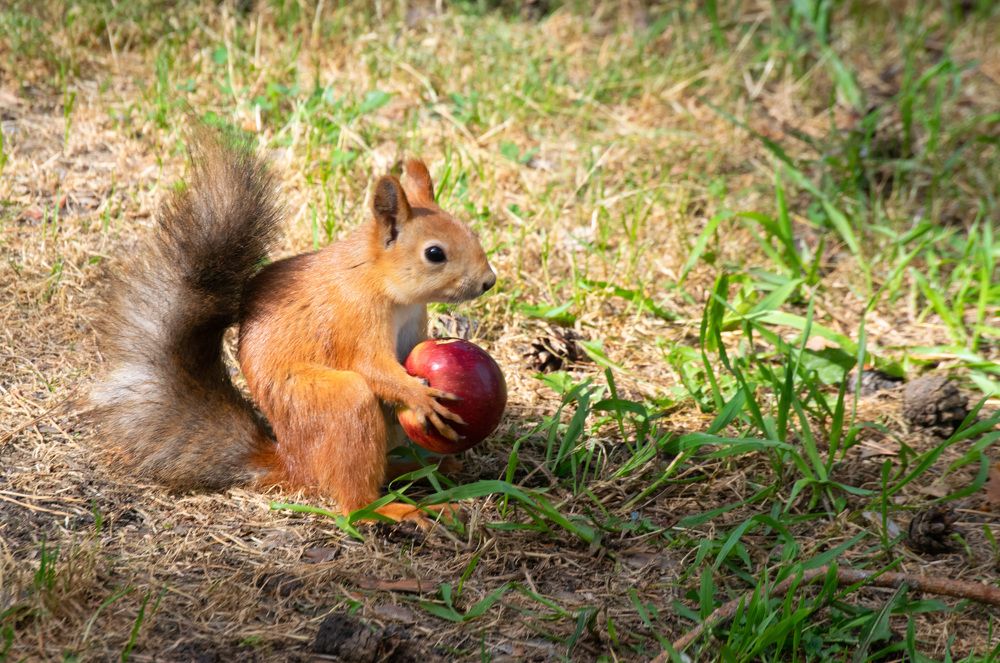 Photograph by Наталья Зверева