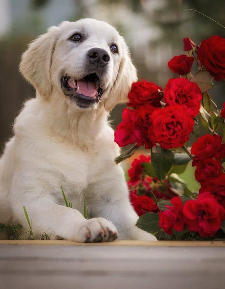 Photograph by Елена Раздвилова