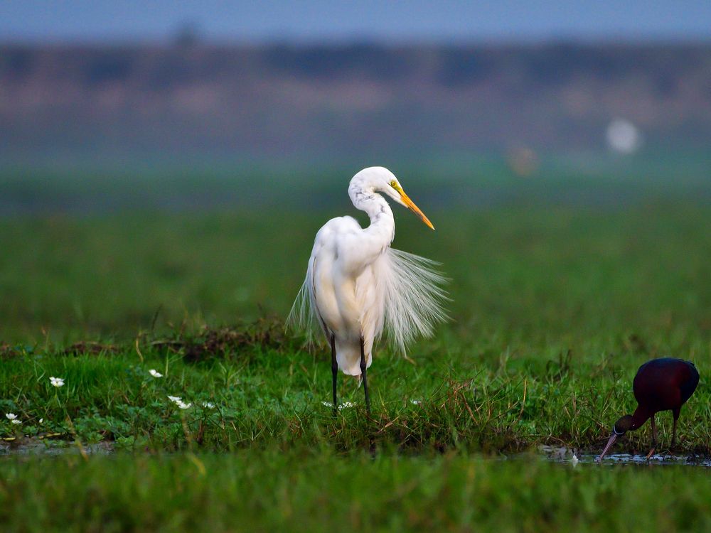 Photograph by Irene Chattopadhyay