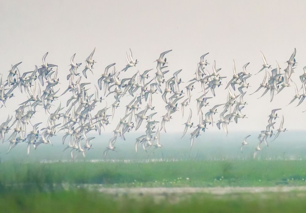 Photograph by Irene Chattopadhyay