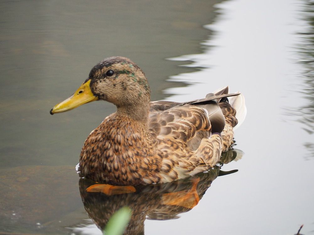 Photograph by Ivan Gorbachev