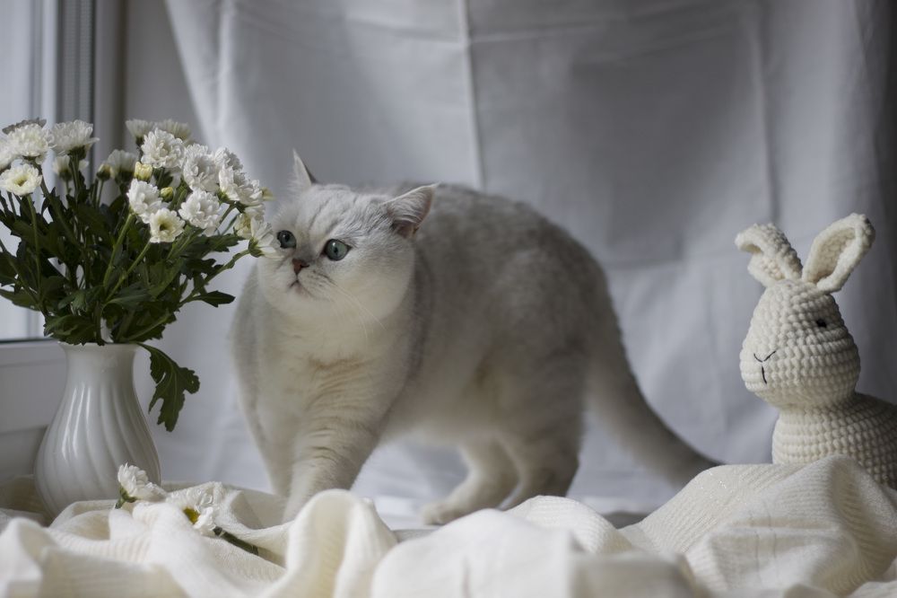 Photograph by Елена Иванова