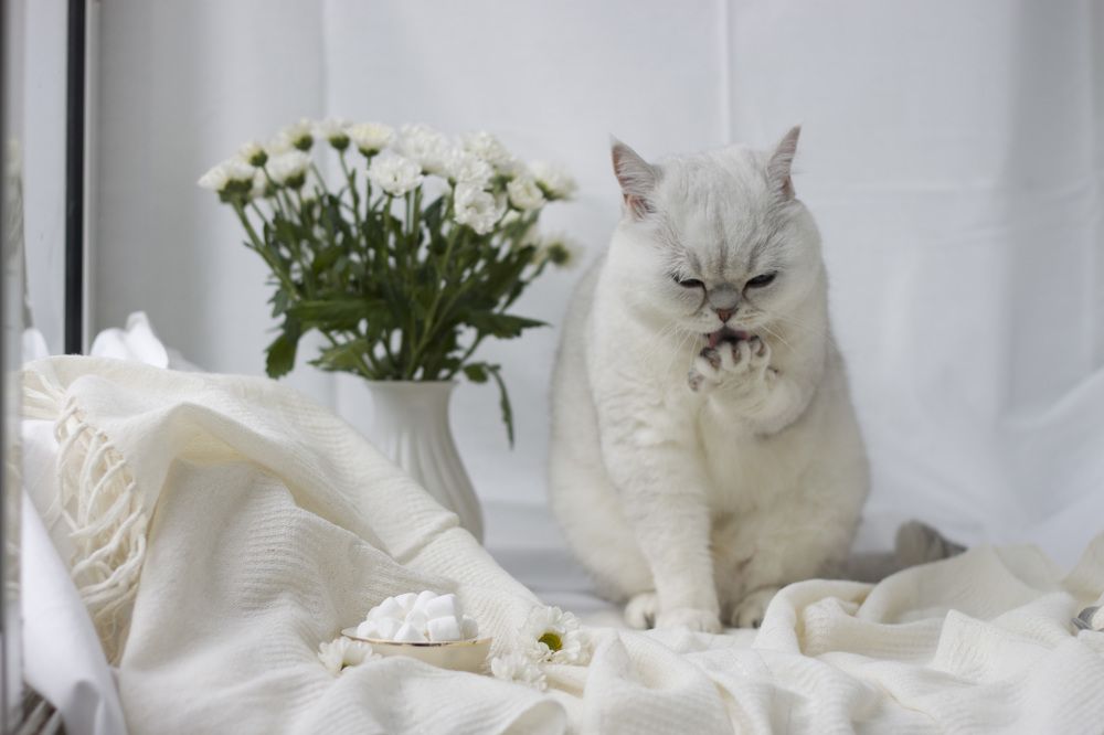 Photograph by Елена Иванова