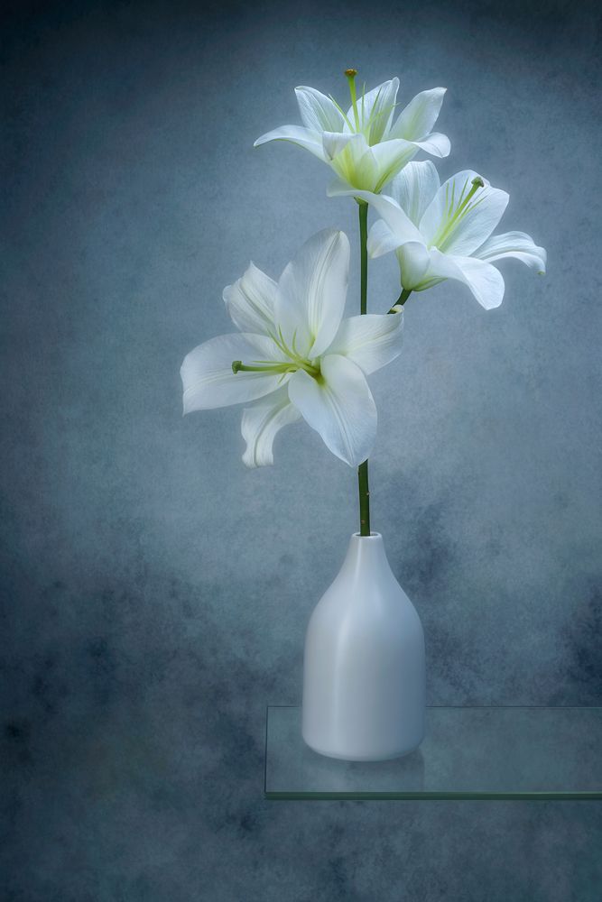 The white Lily in a white vase