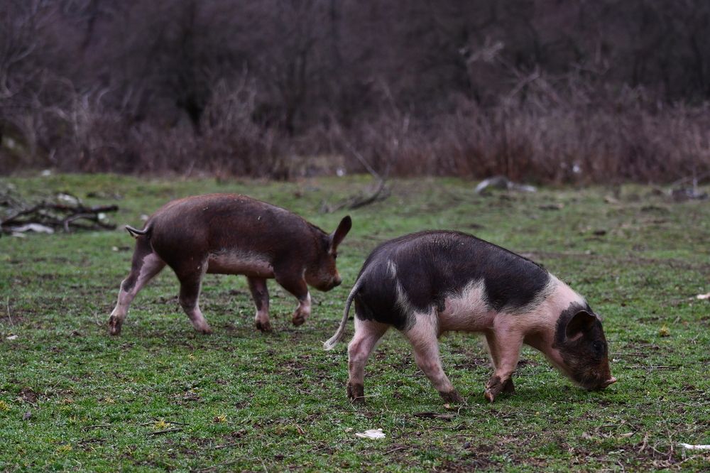 Photograph by Nikolay Dimitrov