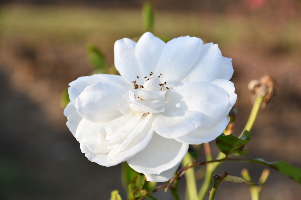 Photograph by Nikolay Dimitrov