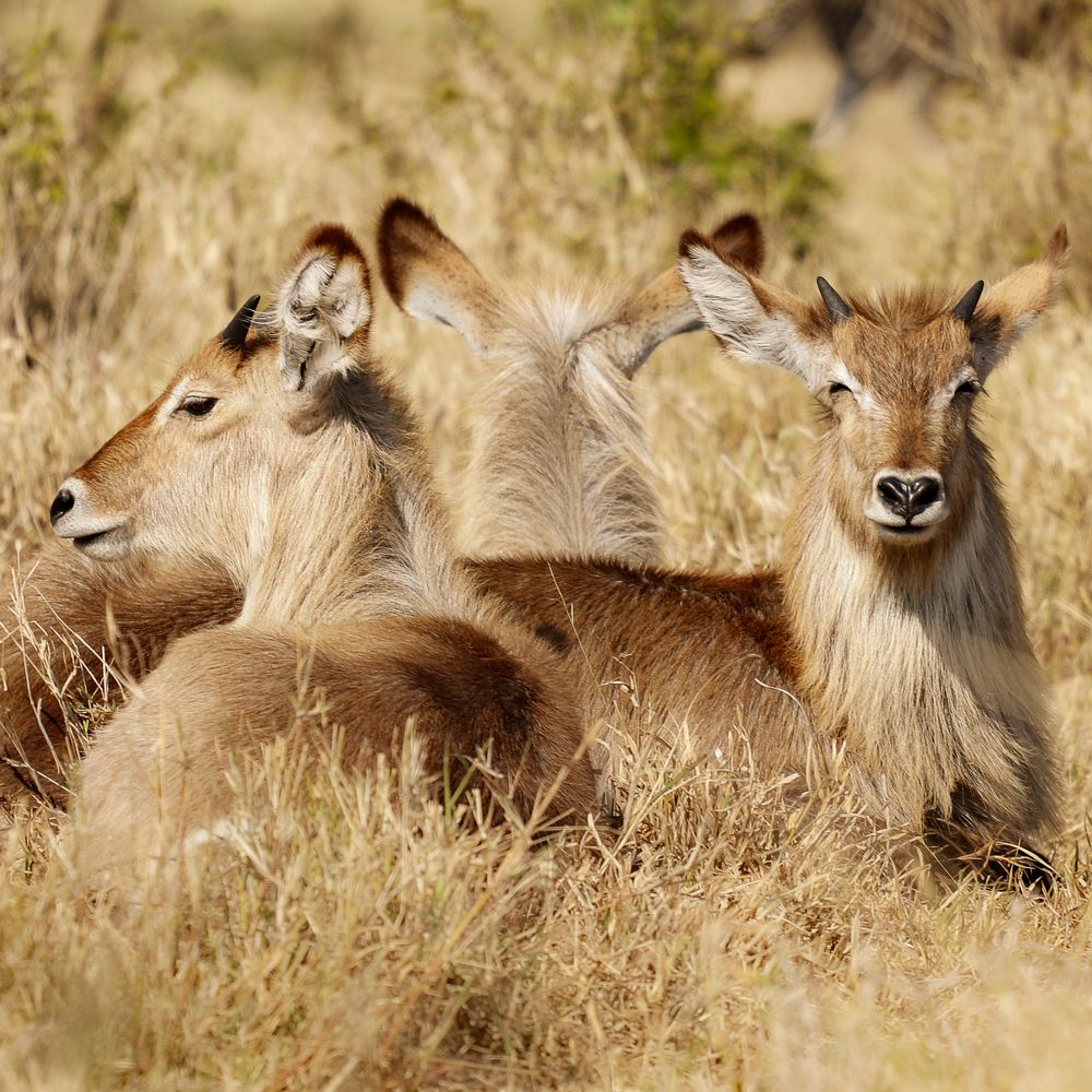 Photograph by Samia Munaretti