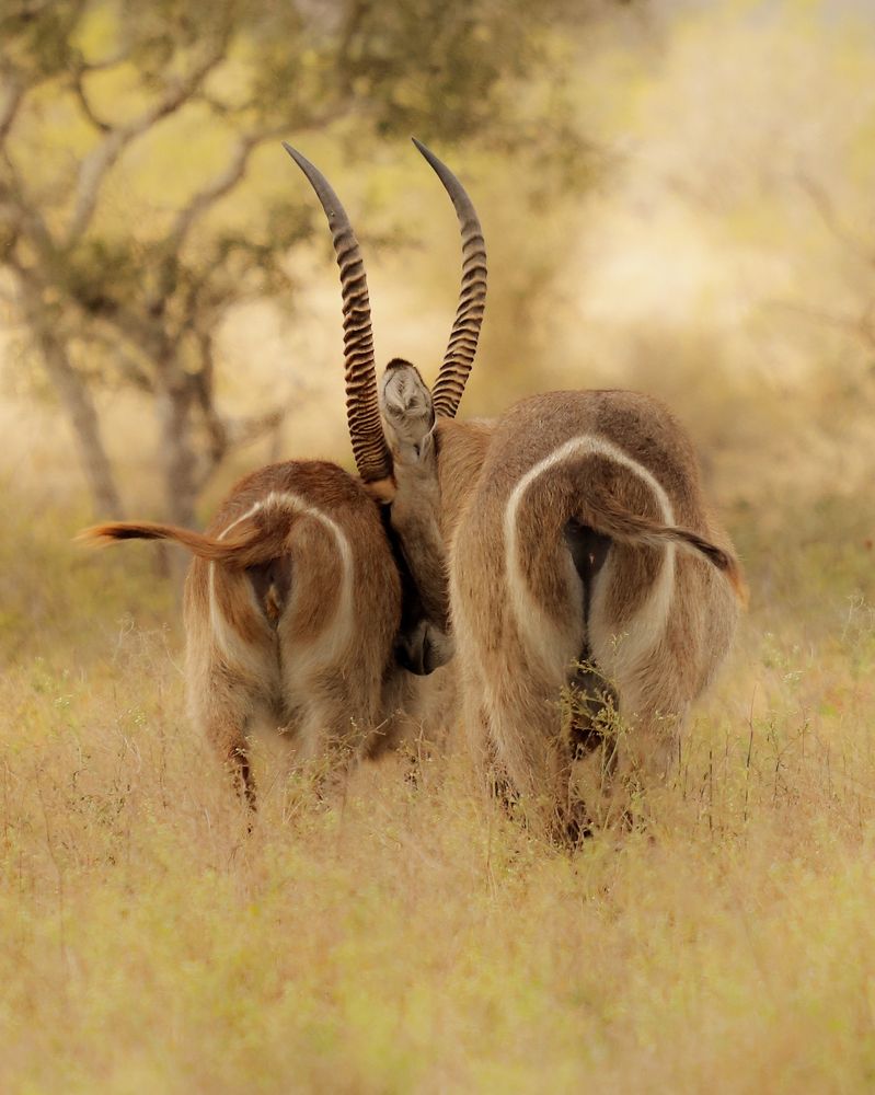 Photograph by Samia Munaretti