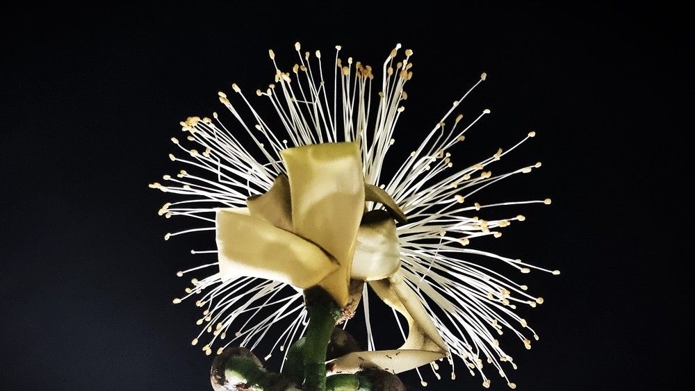 Photograph by Marie G