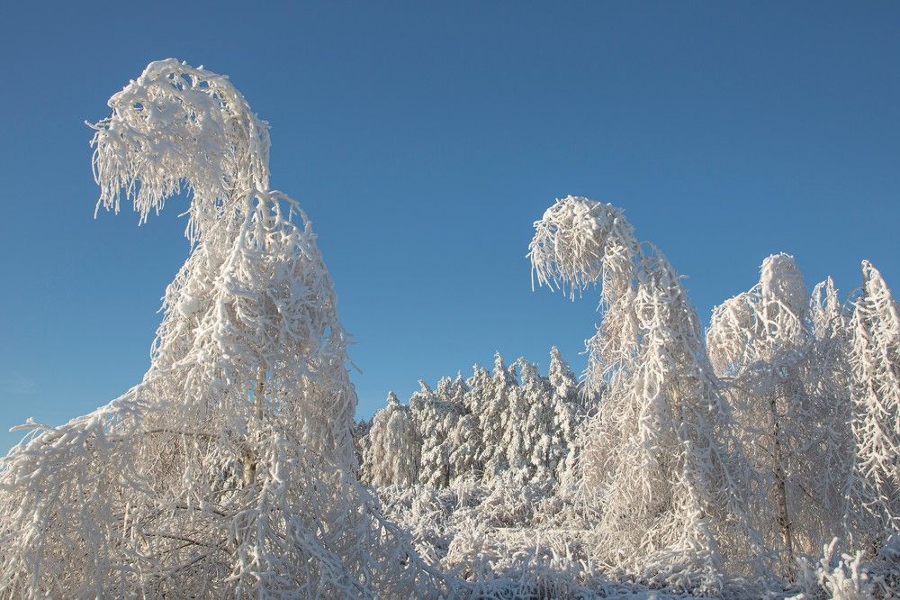 Белые Ходоки