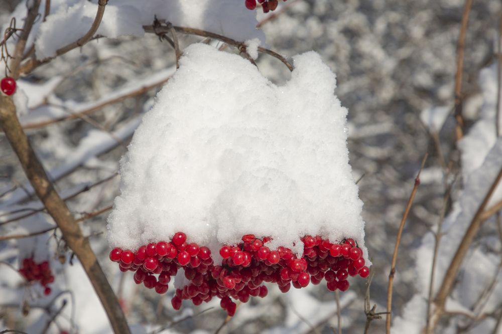 Белое на красном