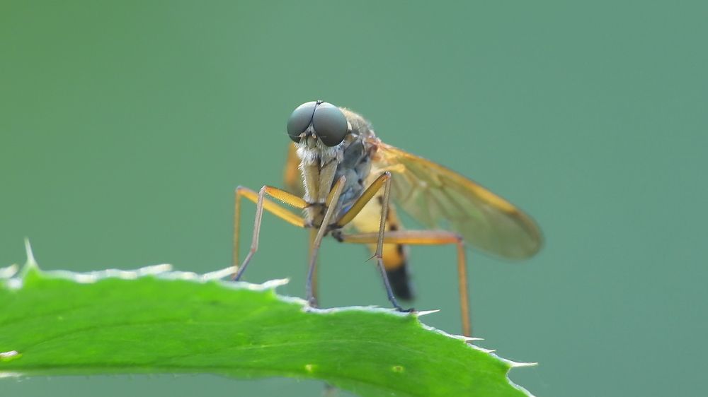 Фотография автора Владимир Соколов - Фотонатуралист.Рф