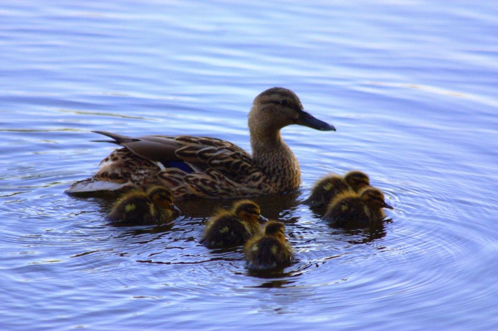 Photograph by Елена Смирнова