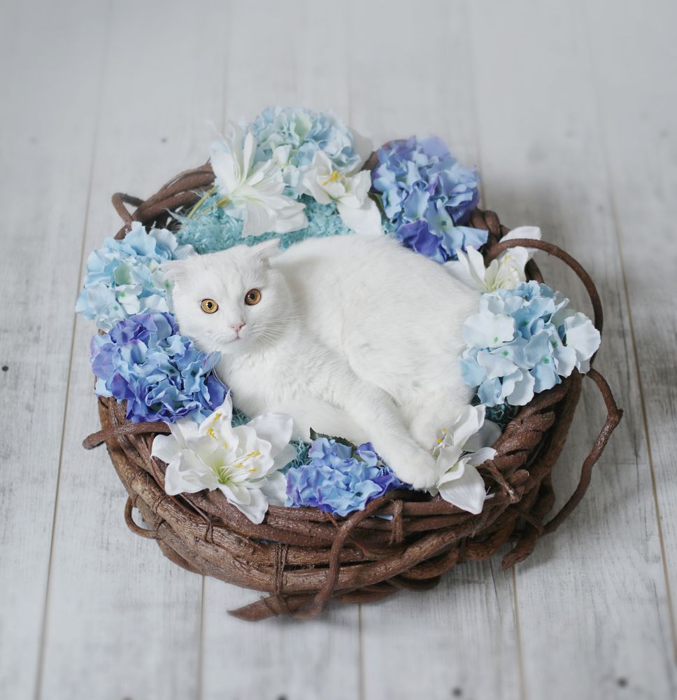 Photograph by Гаврильцова Светлана