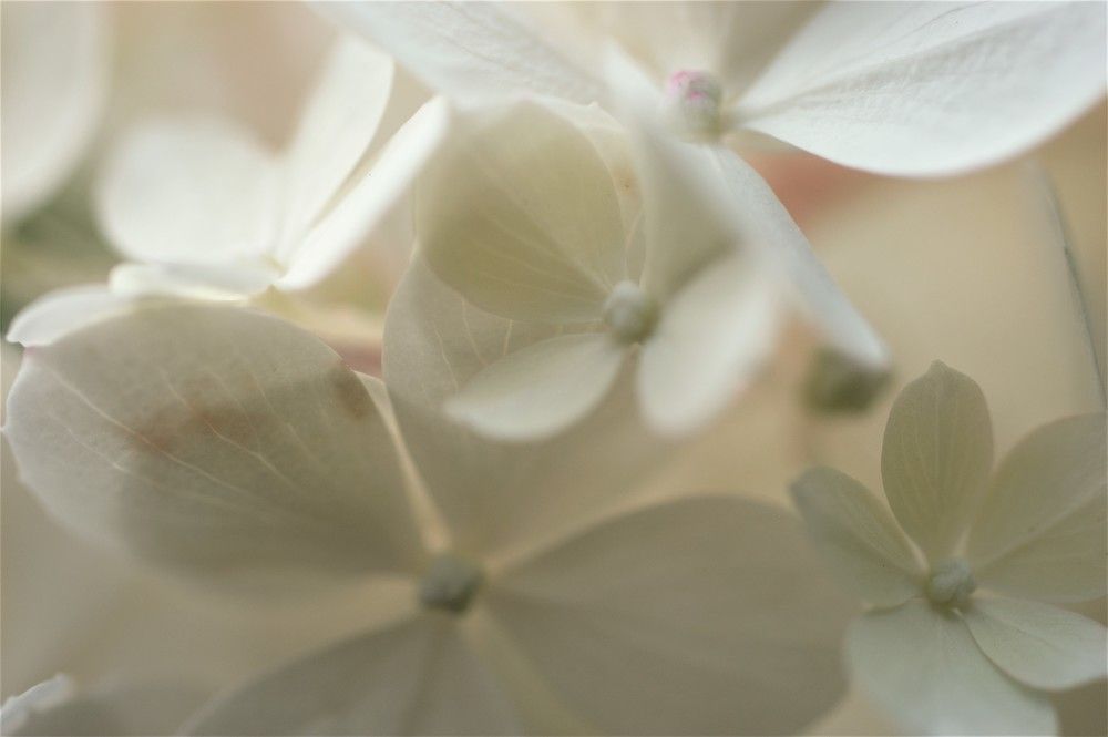 Photograph by Марина Моссий