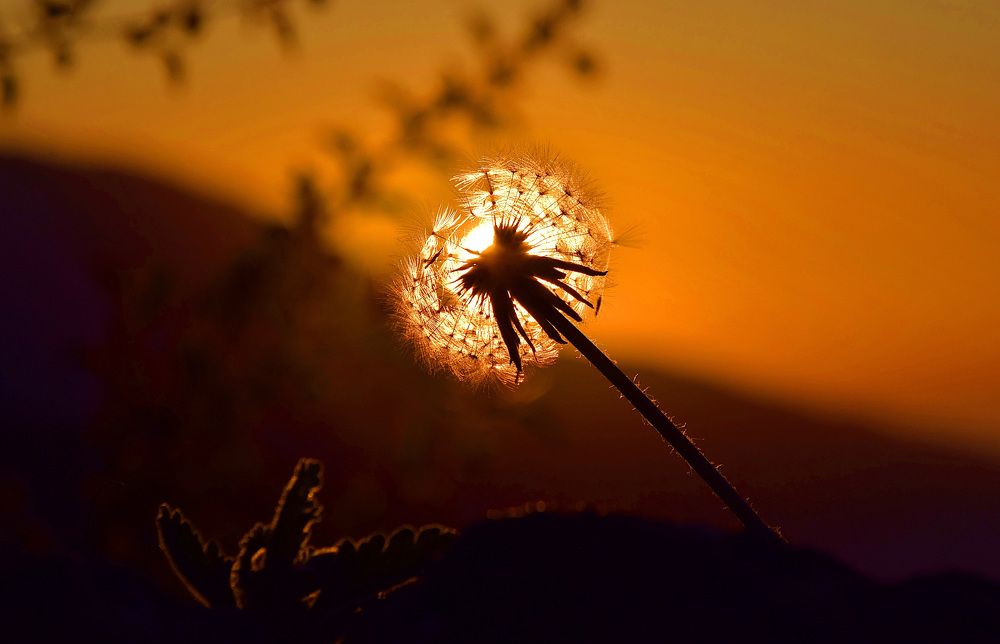 Photograph by Margo Margo