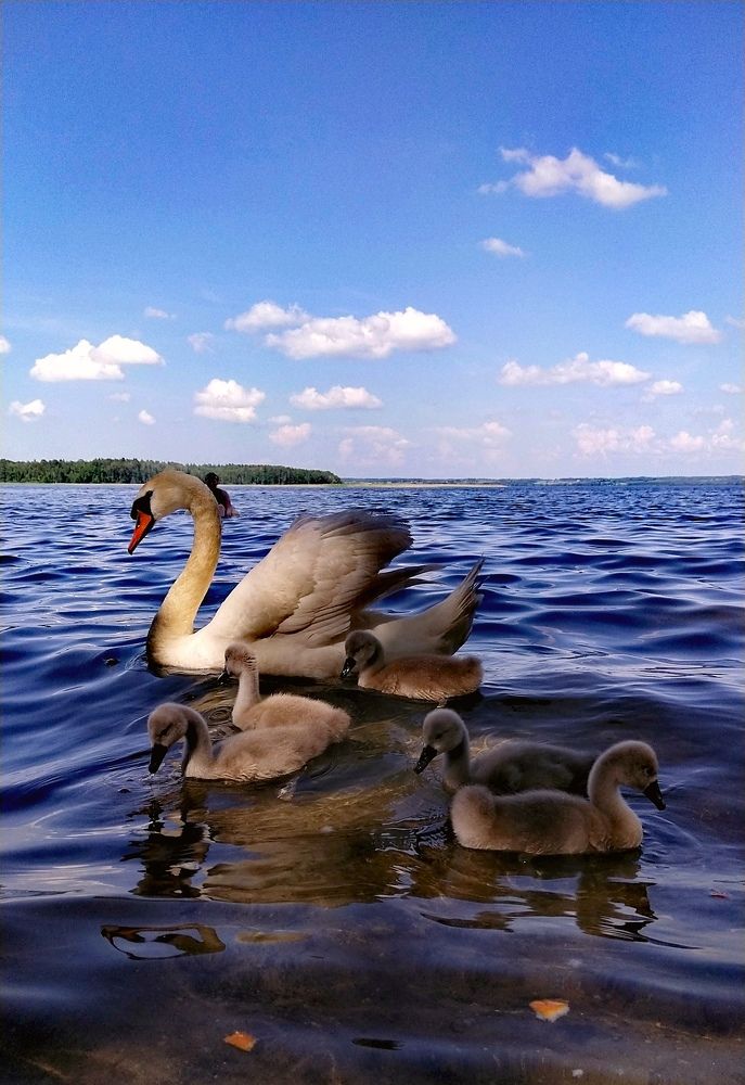 Photograph by Елизавета Лай