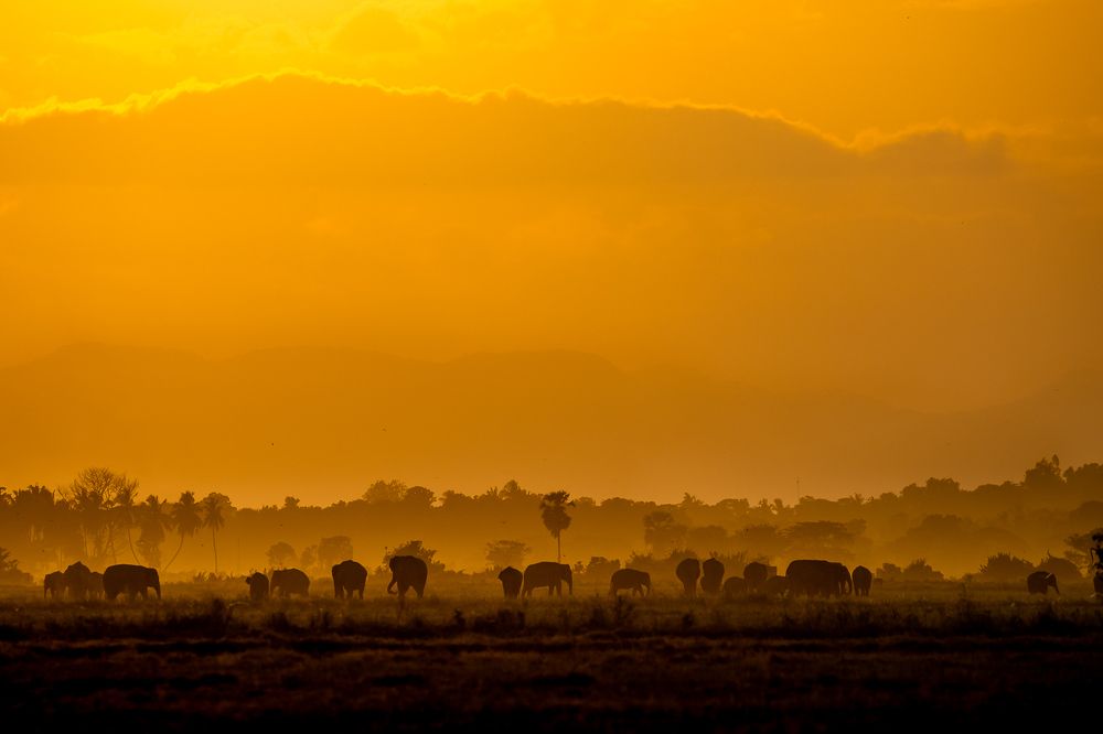 Photograph by  Ahamed Jazif